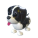 Black Springer Spaniel