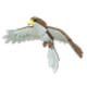 Hawk